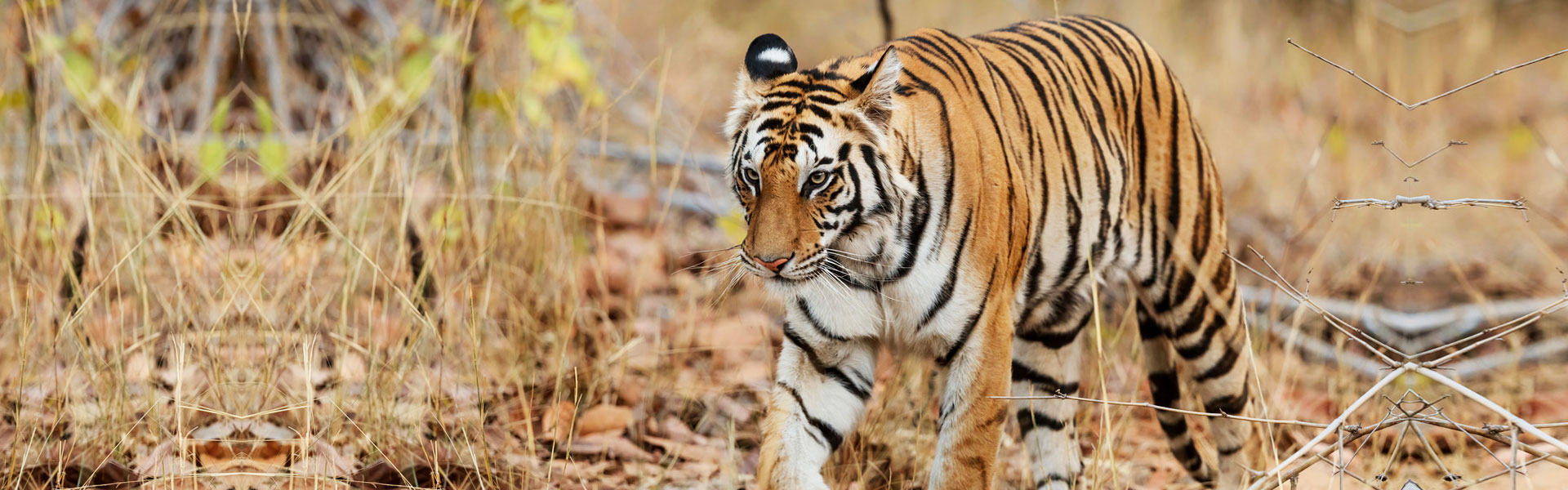 Bandhavgarh National Park