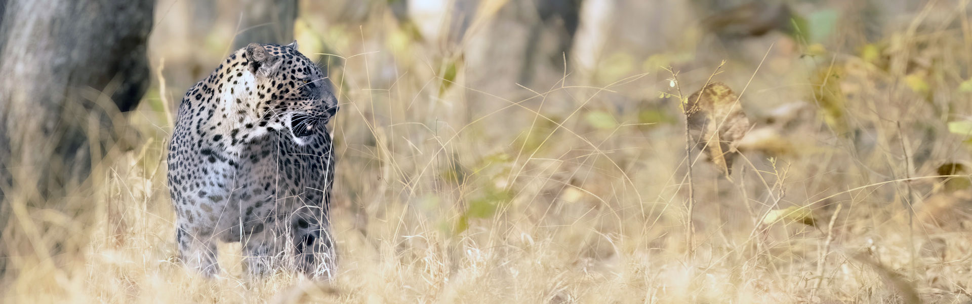 Pench and Kanha National Park