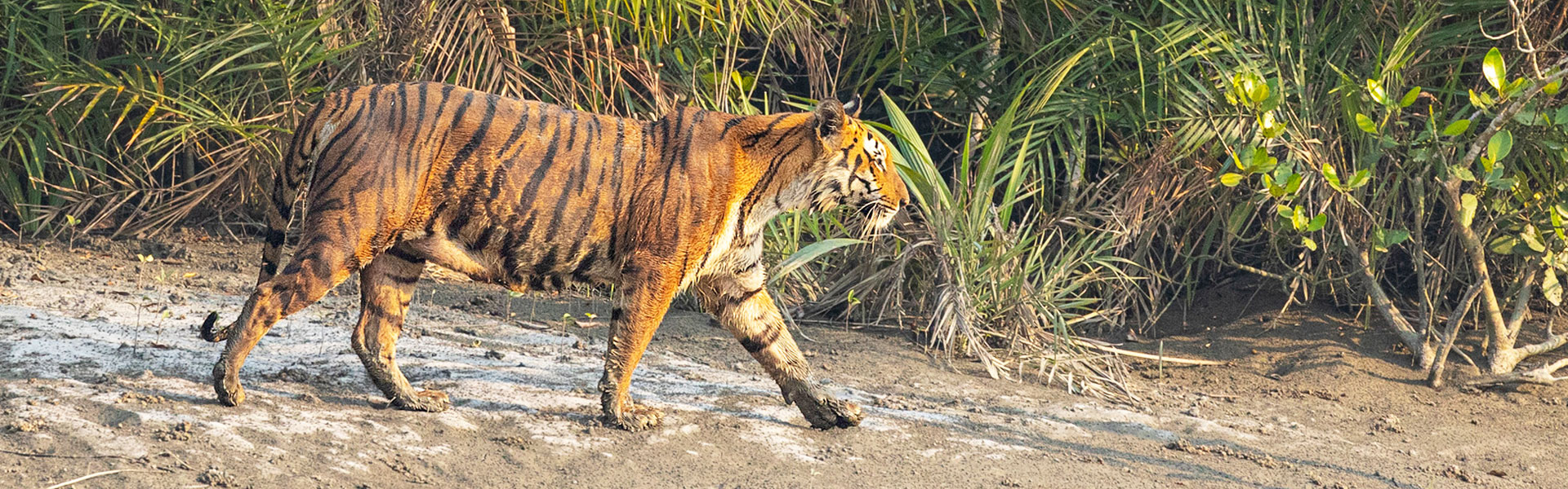 Sundarban National Park