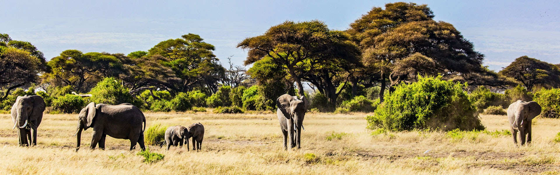 Expedition Tanzania: Wildlife, Culture, and Zanzibar Bliss