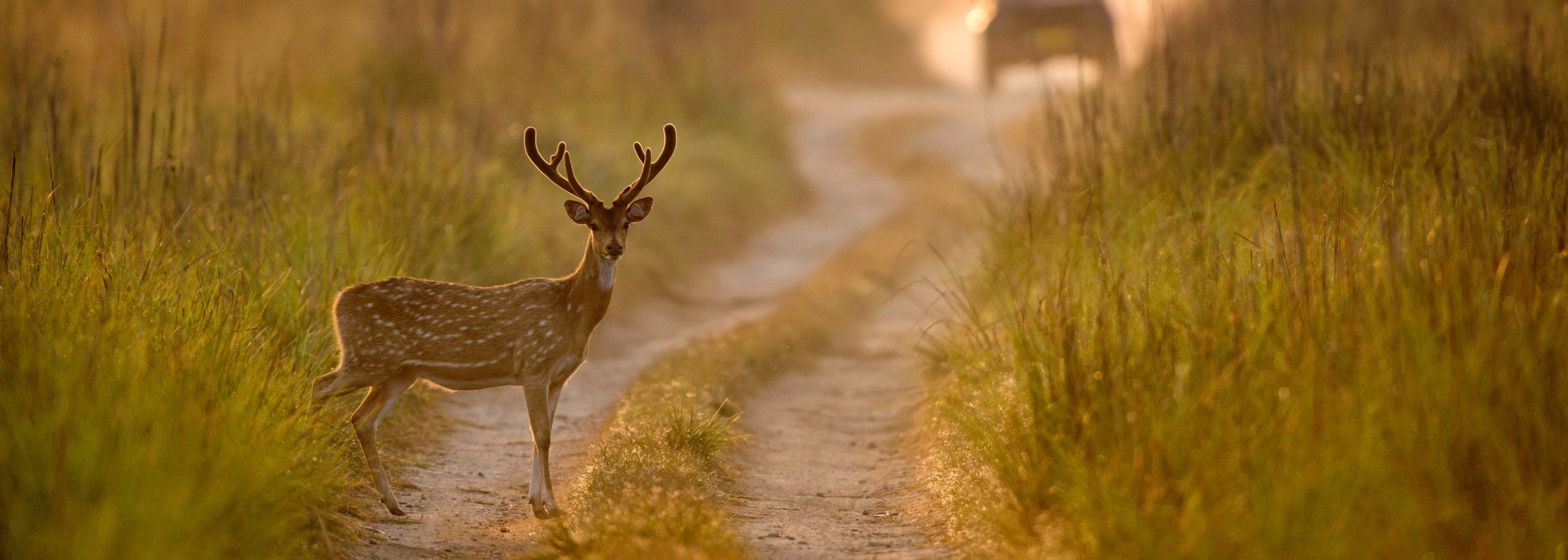 Jim Corbett National park - Dhikala