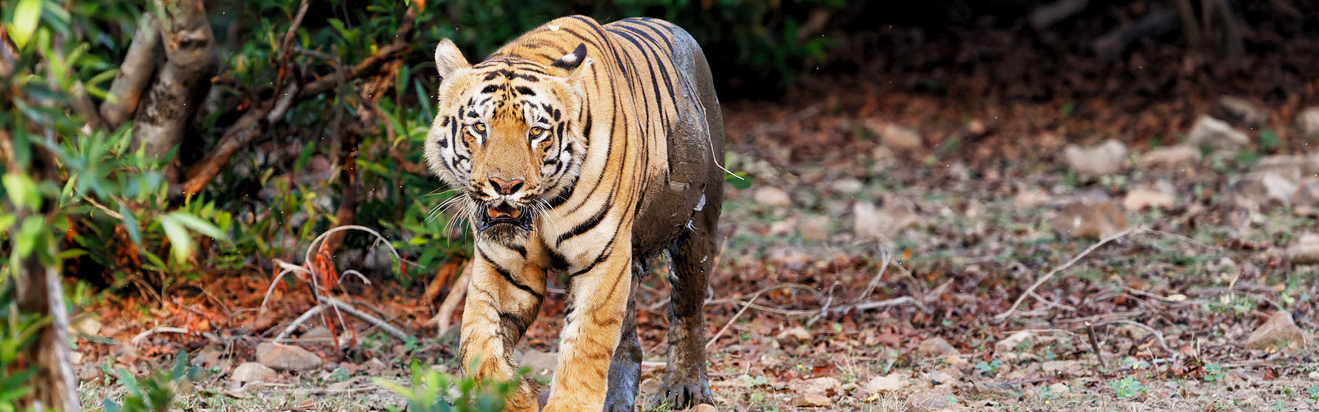 Tadoba National Park - Roar & Explore (October)