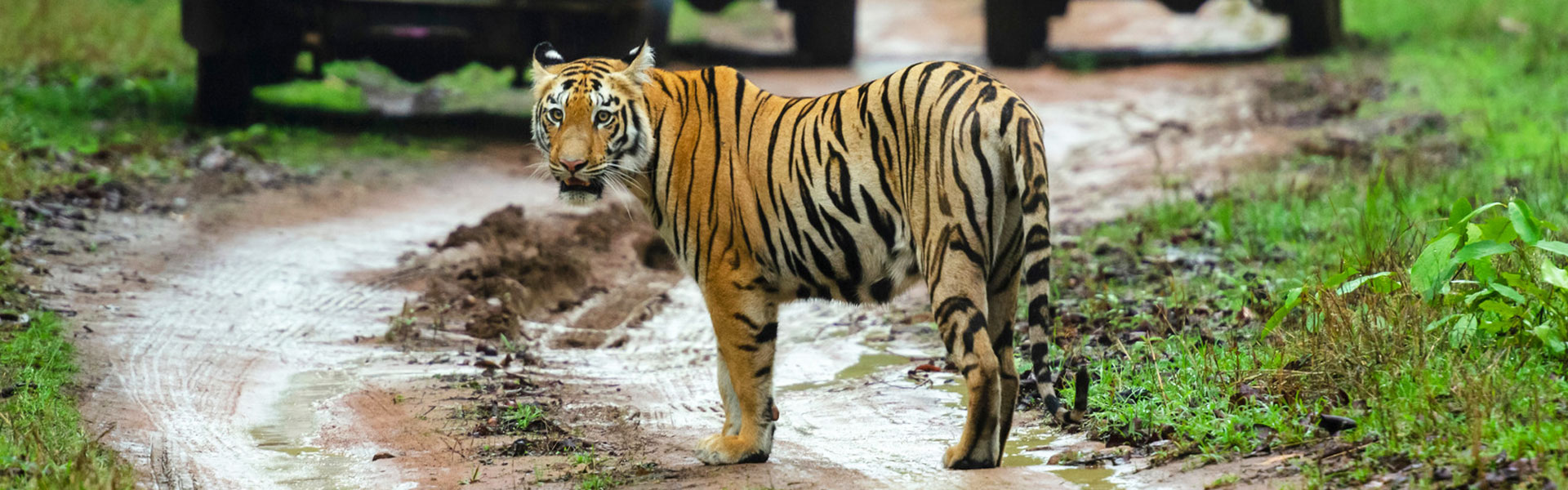 Tadoba National Park - Roar & Explore (November)