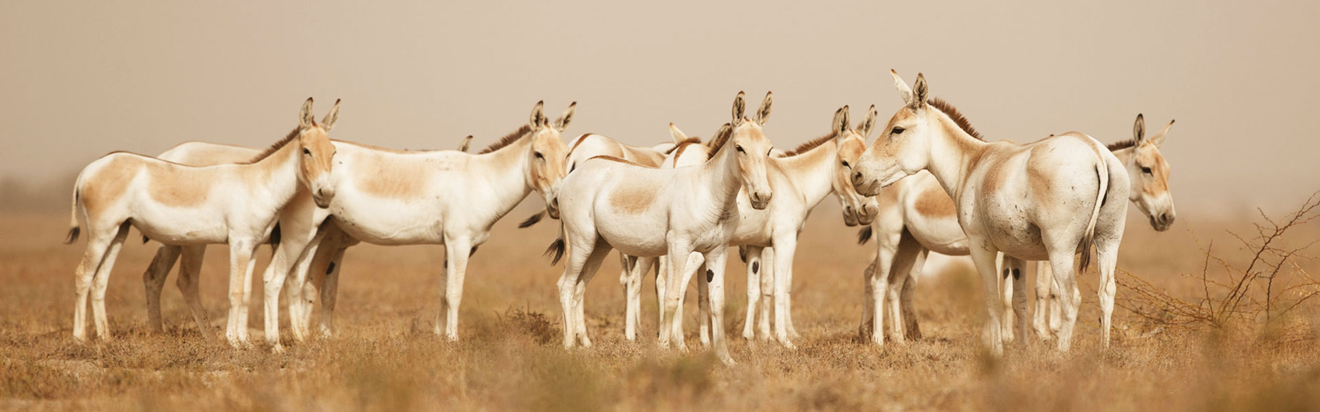 Little Rann of Kutch and Nal Sorovar