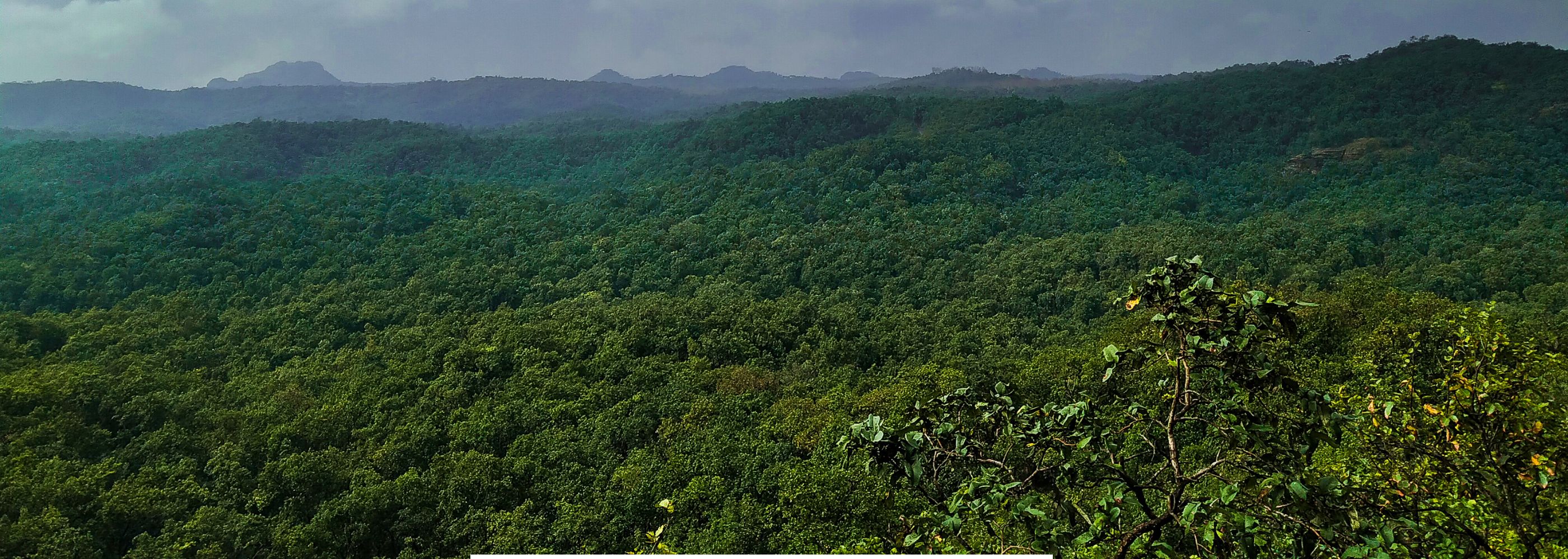 Satpura National Park ( 2N Reni Pani + 2N Bori )