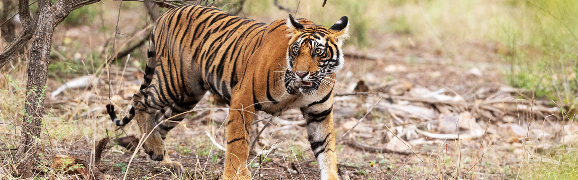 Ranthambhore national Park - Echoes of the wild