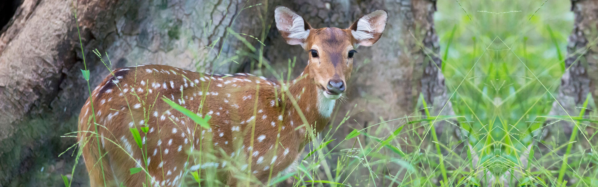 Pench, Kanha and Bandhavgarh National Park