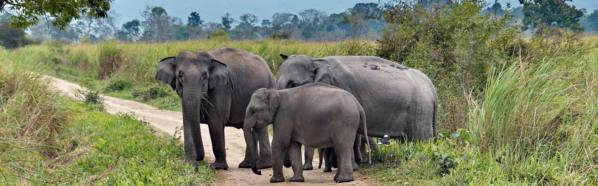 Jorhat - Gibon Sanctuary - Kaziranga