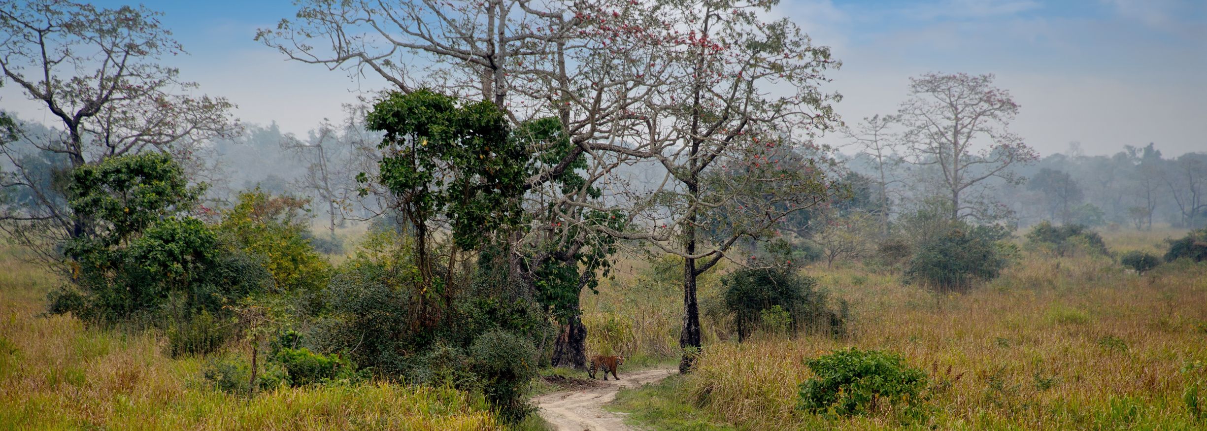 Kaziranga National Park - Big 5