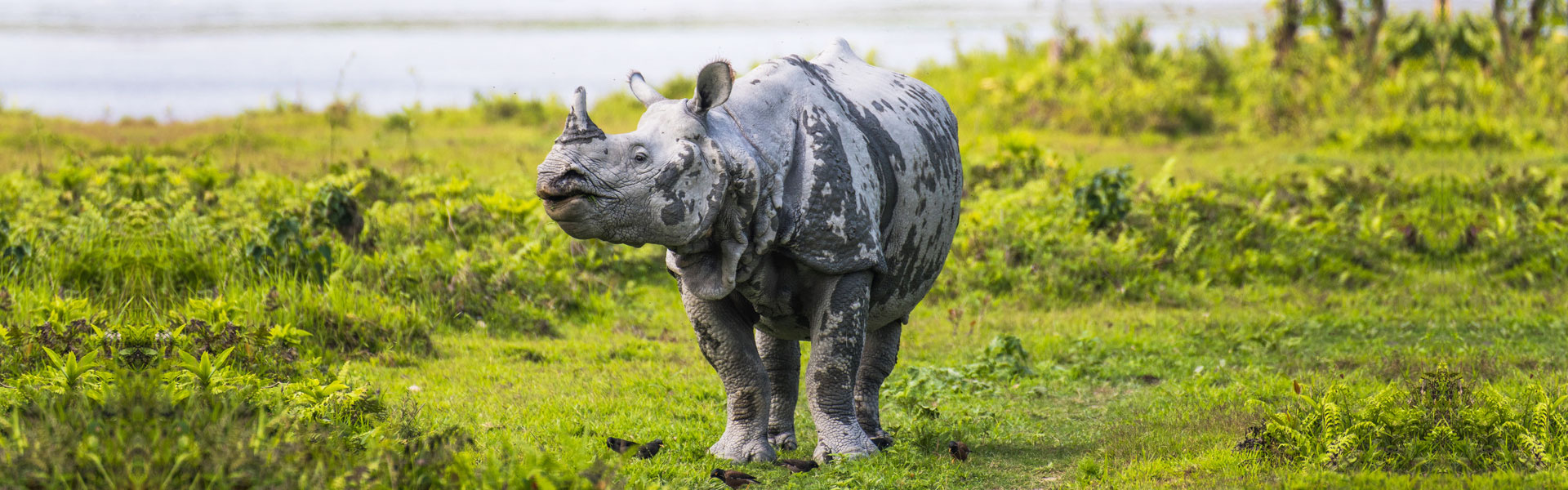 Kaziranga National Park